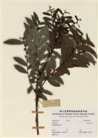 藏品(饅頭果屬)的圖片